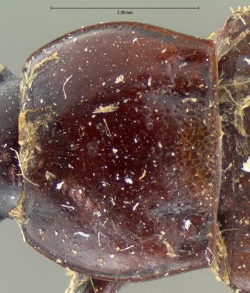 Media type: image;   Entomology 5672 Aspect: pronotum dorsal